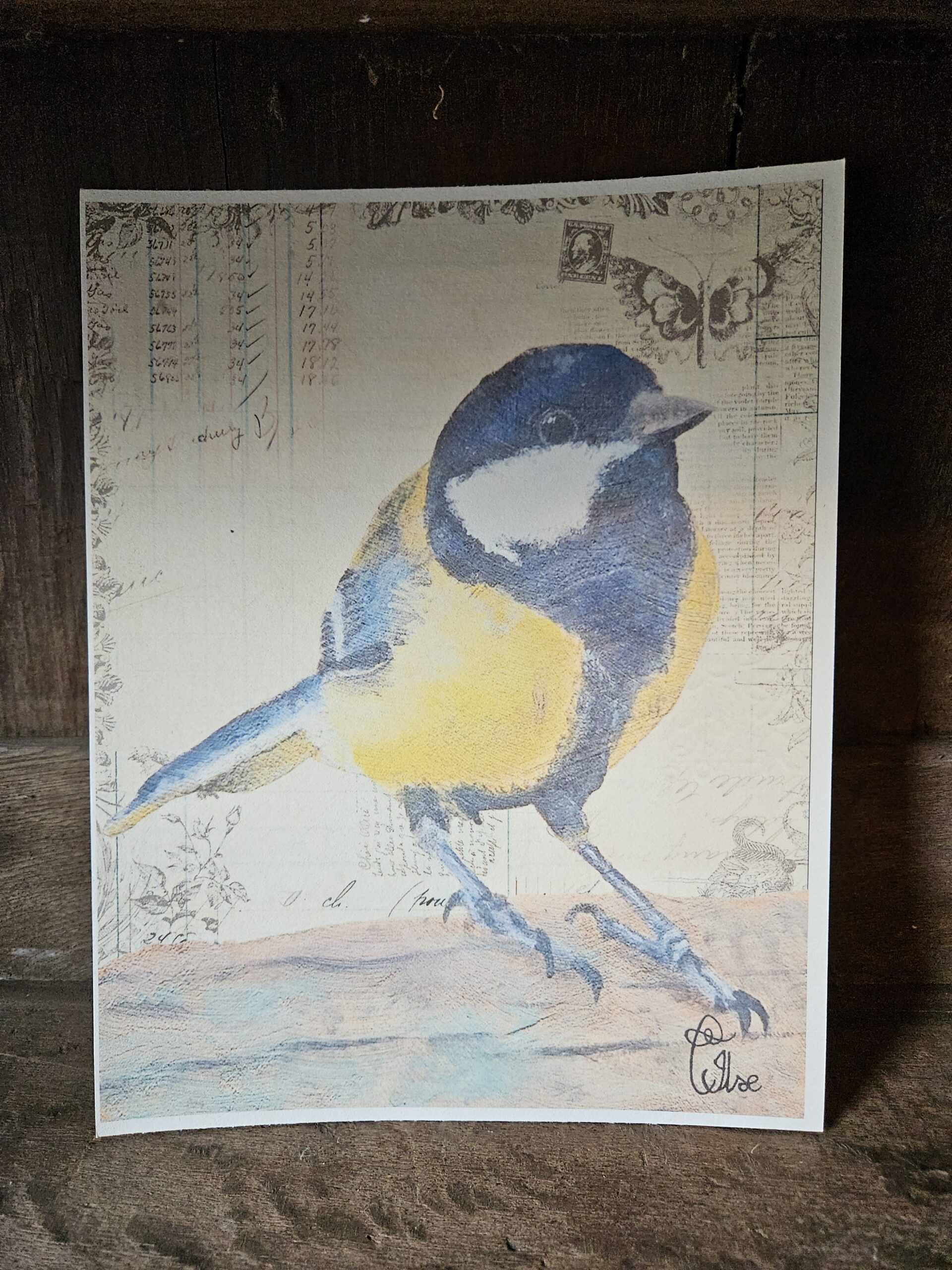 Small Blue Tit (25x20 print)