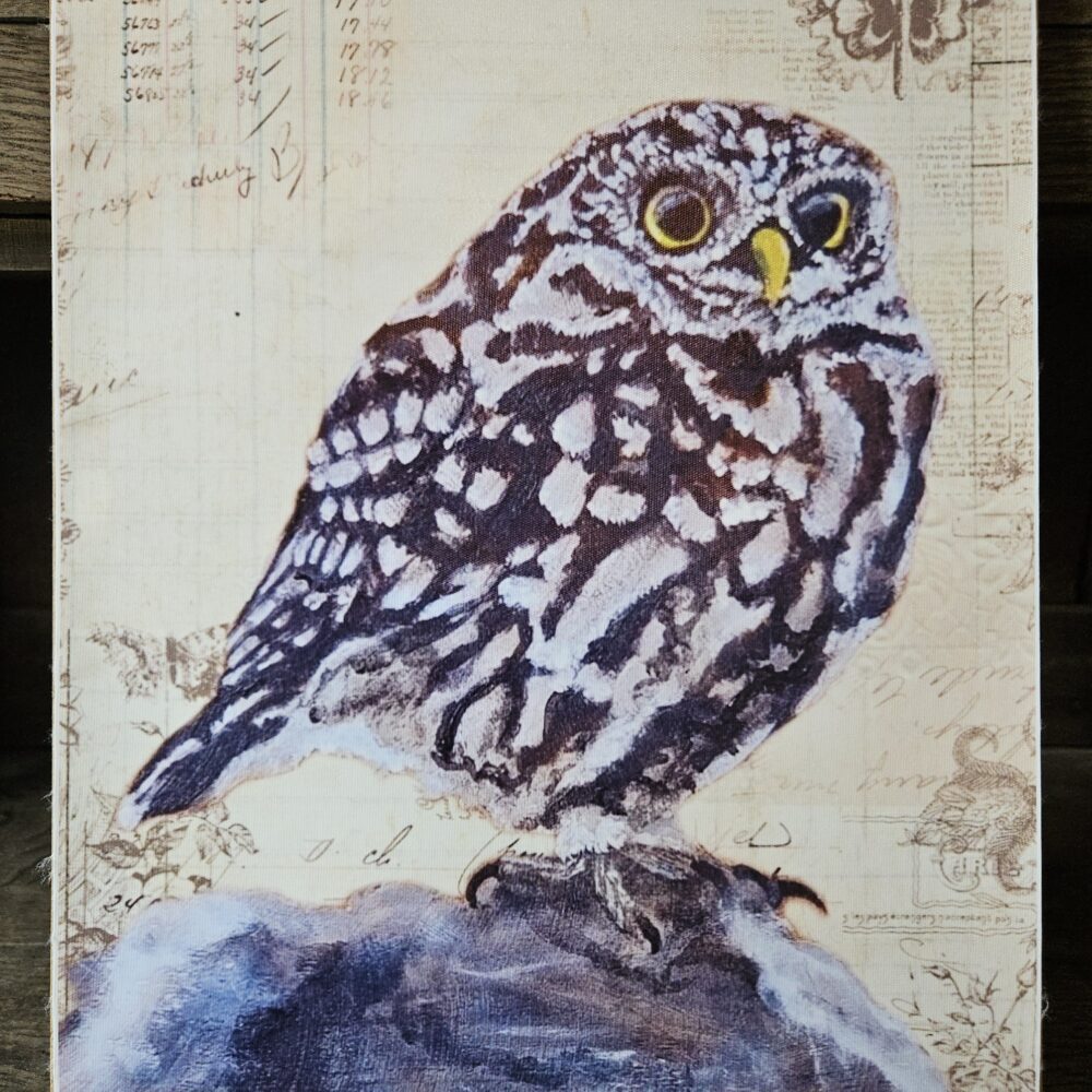 Little Owl (A3 canvas poster)