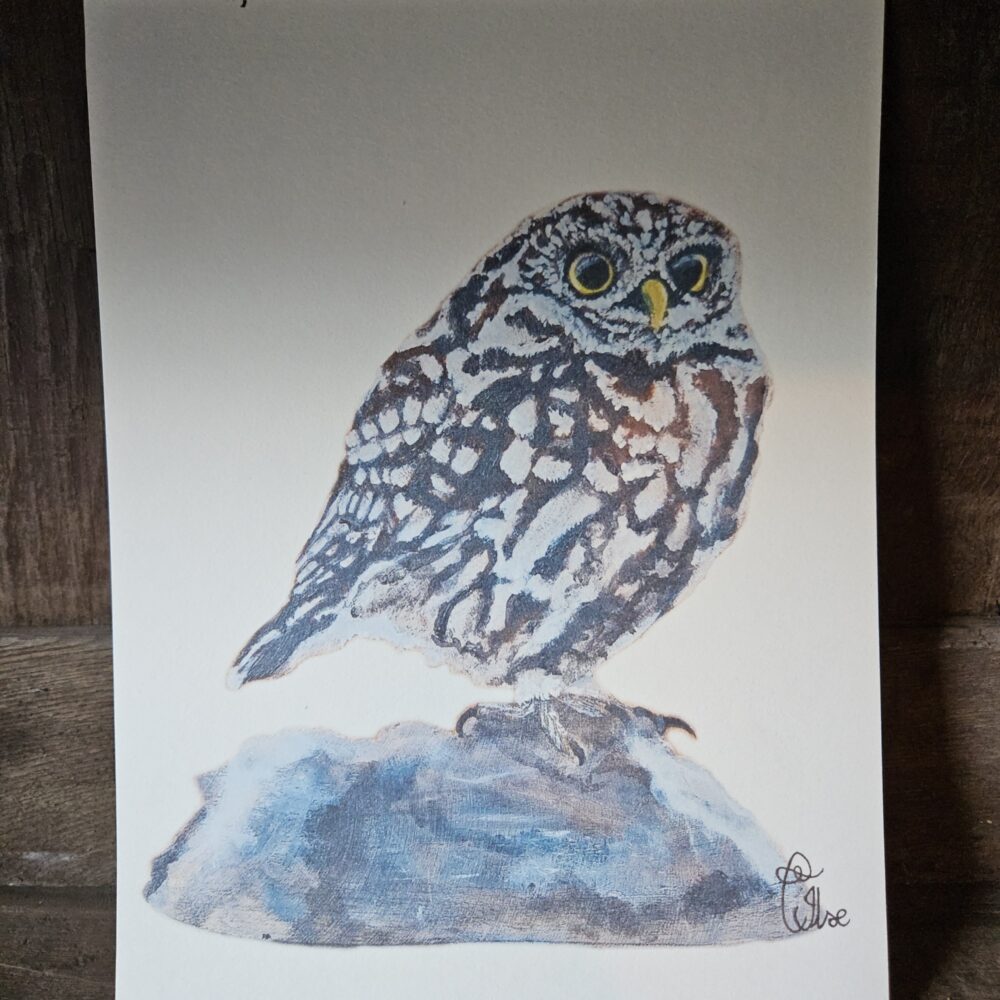 Little Owl (13×18 print)