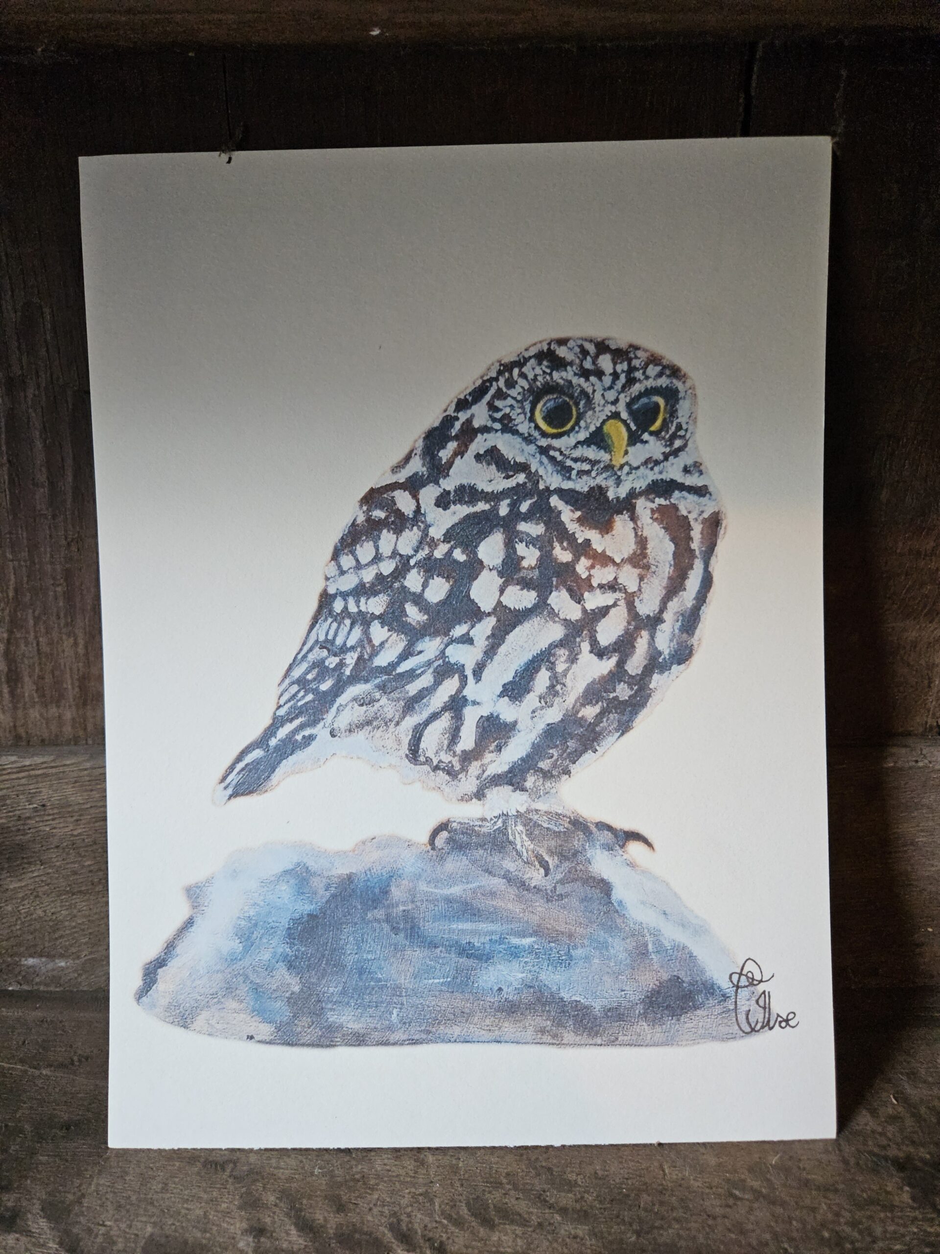 Little Owl (13×18 print)