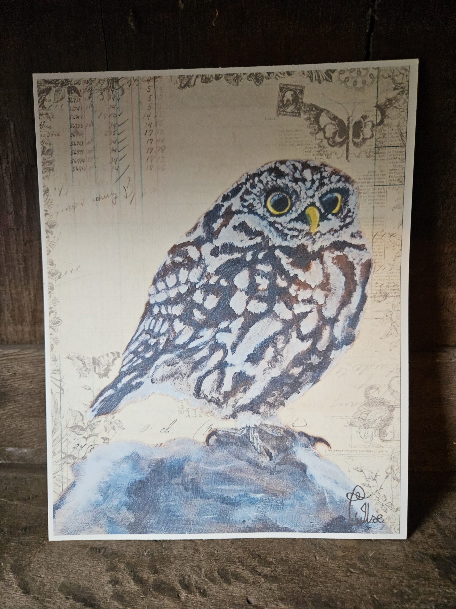 Little Owl (25x20 print)