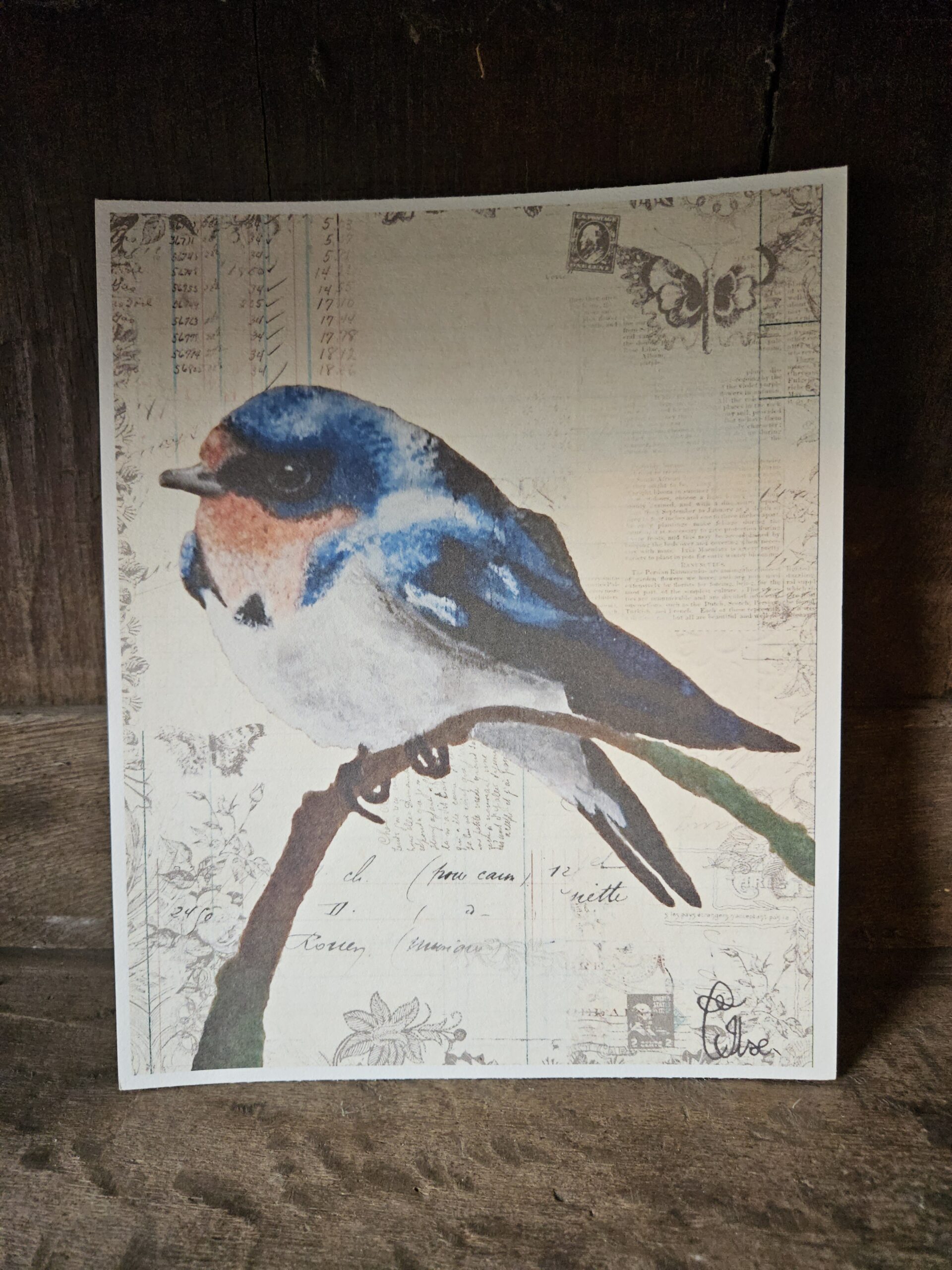 Swallow (25x20 print)