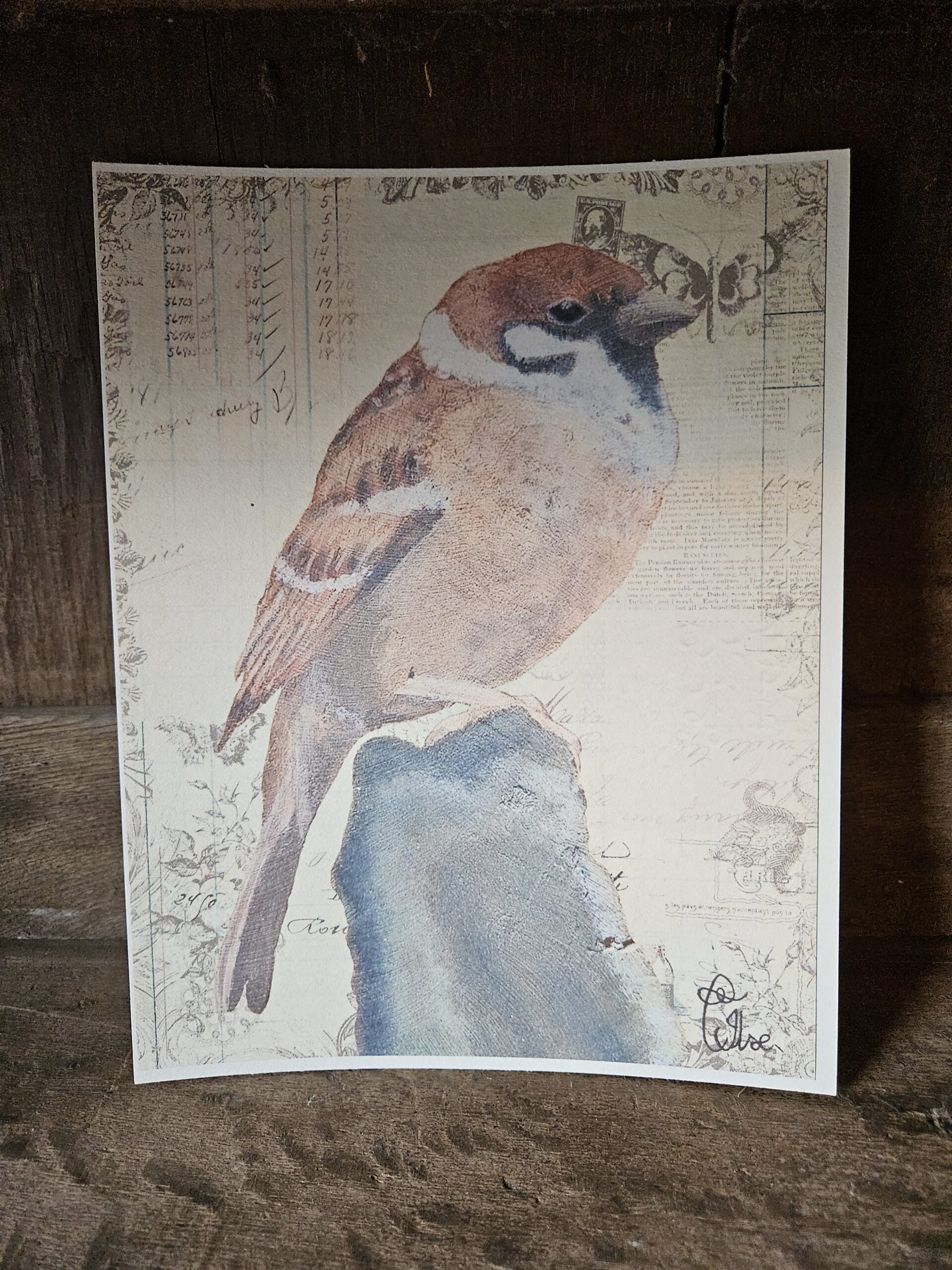 Sparrow (25x20 print)