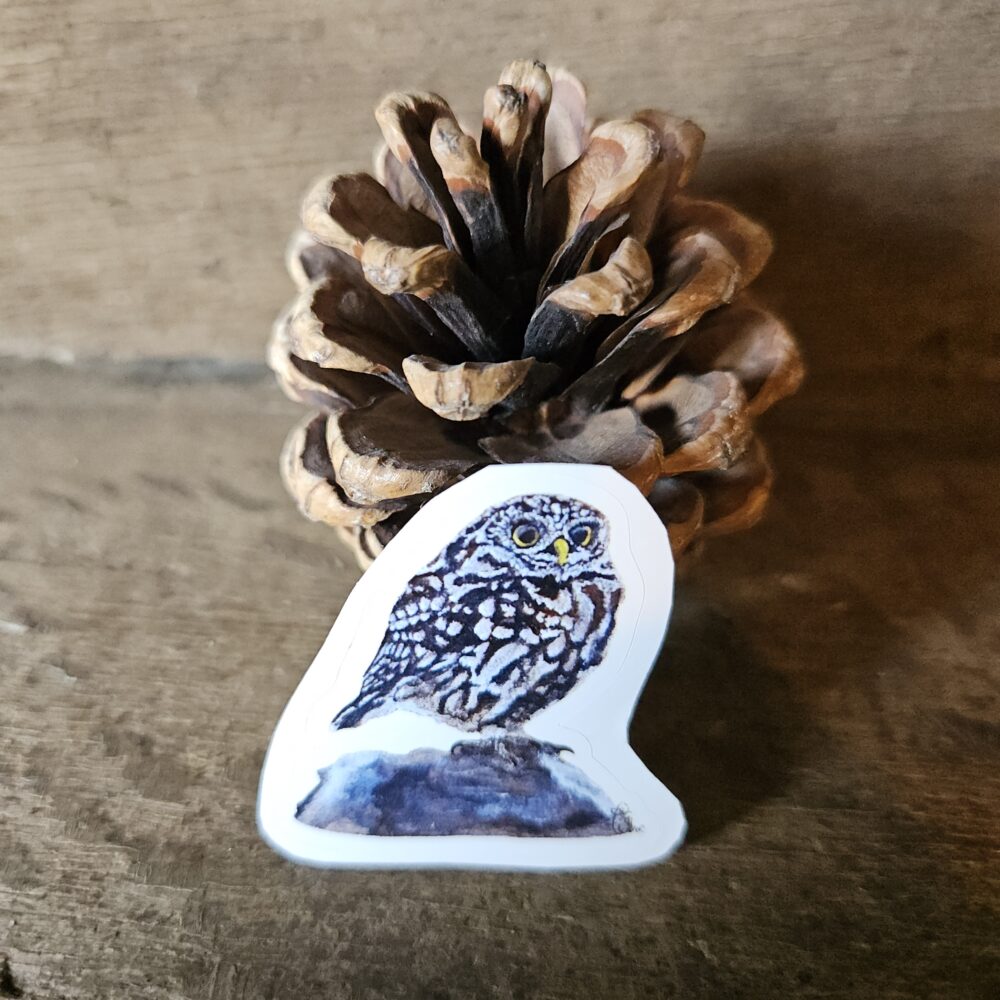 Little Owl (sticker)
