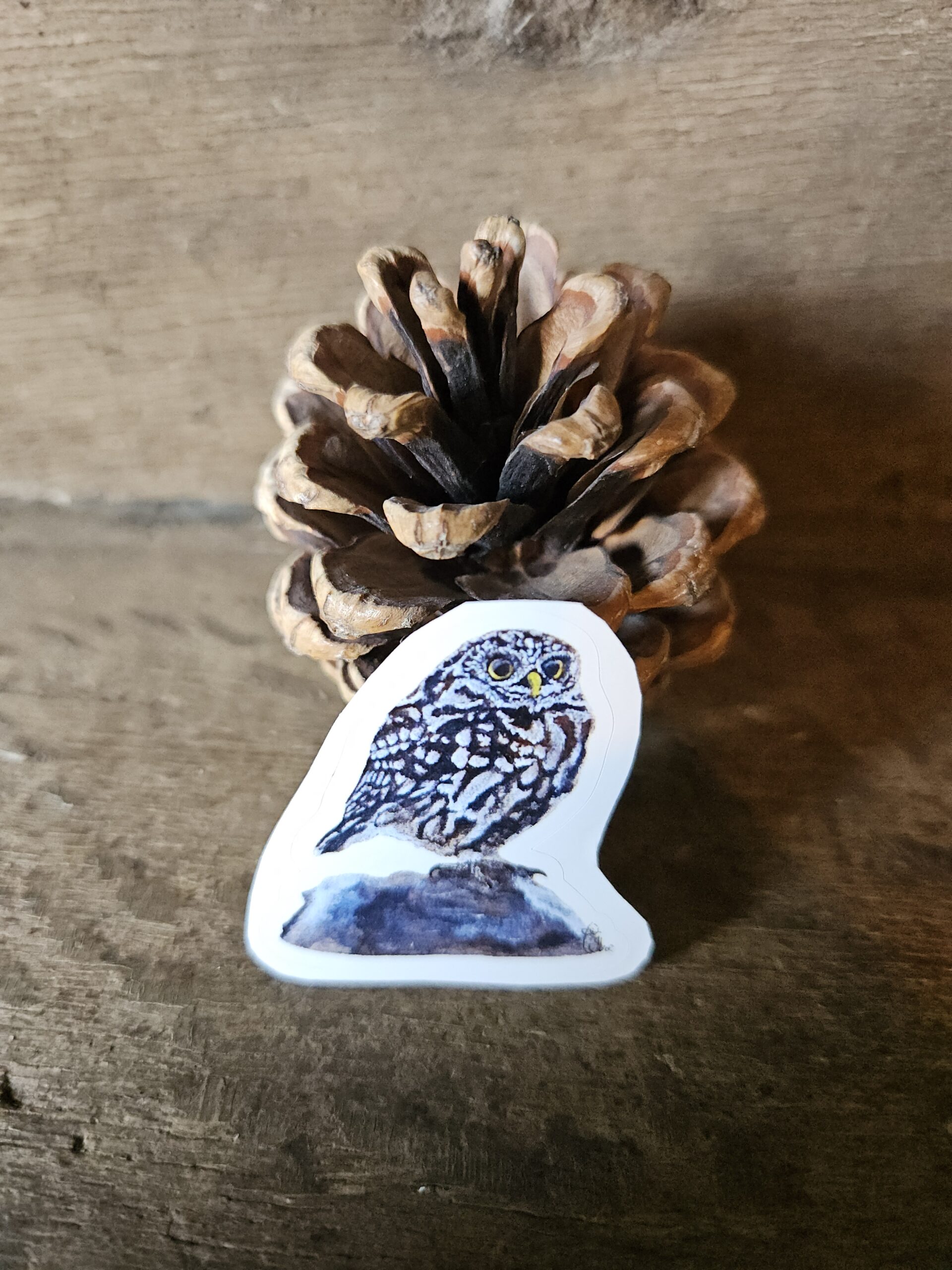 Little Owl (sticker)
